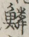 位置 確認된 鱗