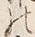 Character 鼠