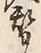 文字替