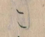 位置定マレルこ