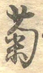 已定位菊