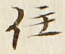 Character 住