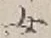 文字 女
