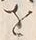 文字様