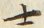 𡨸士