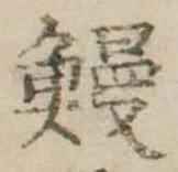 已定位鰻
