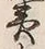 Character 蝦