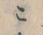 位置定マレルこ