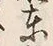 Chữ 東