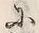 Character 鯛