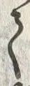 𡨸請