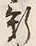 字新