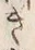 文字肉
