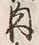 文字肉