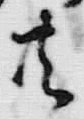 𡨸者