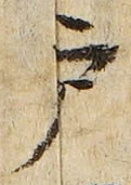 文字 戸