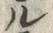 “鰻”字