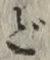 𡨸ど