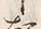 “起”字