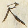 字尺
