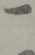 位置定マレル俵