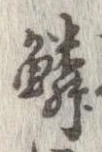 位置 確認된 鱗