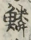 位置 確認된 鱗