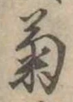 已定位菊