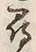 字尋