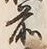 “松”字