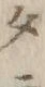 文字 ダ