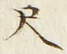 字尺