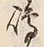 Character 嶋