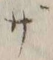 字ざ