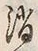 Character 消