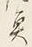 “魚”字
