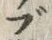 字ブ
