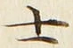 𡨸士