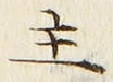 Chữ 主