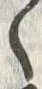 字落