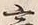 𡨸言