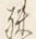 字殊