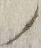 𡨸ノ