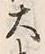 𡨸大