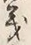 𡨸義