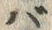 字バ