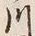 字長