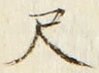 字尺
