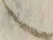 “也”字
