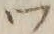 「ツ」字
